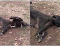 Urubu fica com a cabeça presa na traseira de porco morto ao tentar devorar animal
