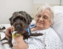 Marido contrabandeia cão dentro de mala para que esposa doente em hospital pudesse dizer adeus ao animal