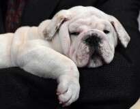 13 situações que só quem tem cão em casa já passou