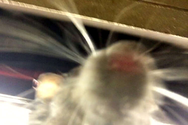 Selfie de rato