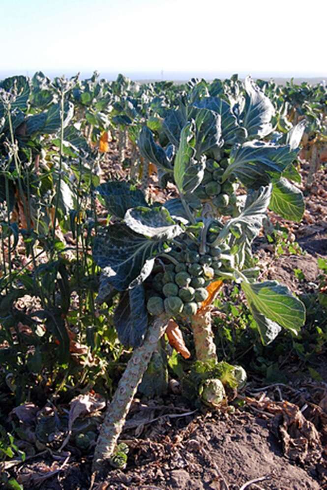 Frutas e vegetais que não tínhamos ideia de que cresciam dessa maneira