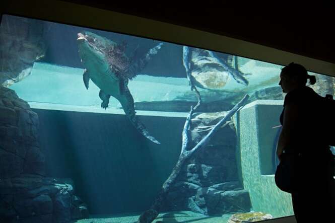 Saltwater Crocodile ( Crocodylus Porosus ), Crocosaurus Cove, Darwin, Northern Territory, Australia