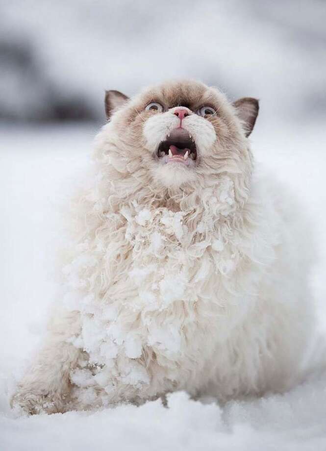 Animais se divertindo na neve