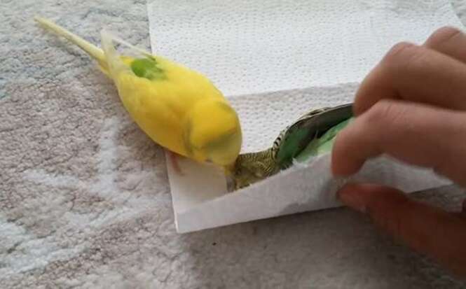 Heartbroken bird won't leave the side of friend after it dies