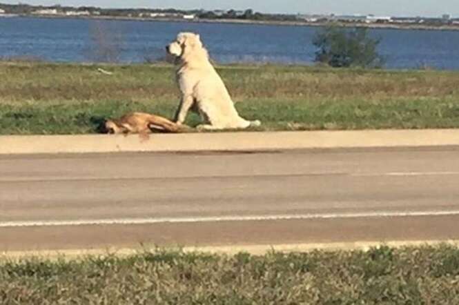 Cão que se recusou sair de perto de companheiro morto consegue encontrar seus donos