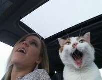 30 fotos curiosas de gatos para deixar seu dia mais feliz