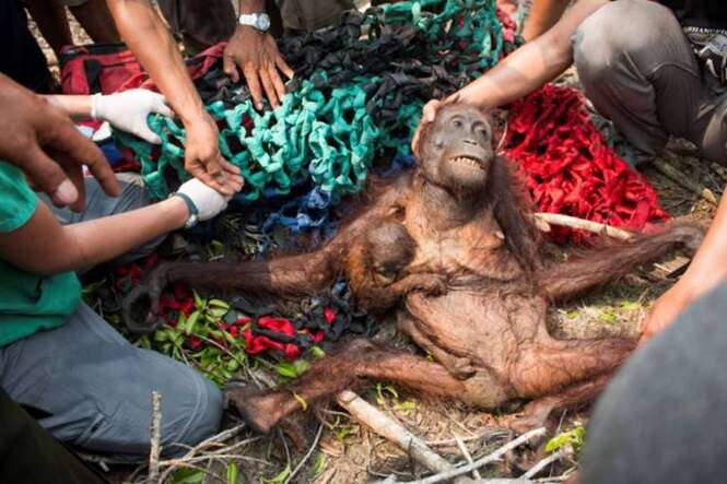 Imagens chocantes mostram momento em mãe orangotango é encontrada abraçada a filhote bebê
