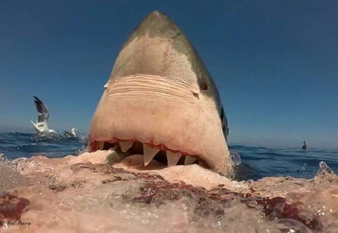 Mergulhador captura momento assustador em que enorme tubarão branco devorava carcaça de elefante-marinho