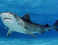 10 espécies de tubarões que já protagonizaram ataques a humanos