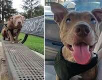Cadelinha pitbull cega muda de vida após ser resgatada