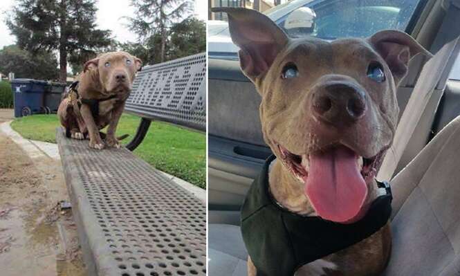 Cadelinha pitbull cega muda de vida após ser resgatada