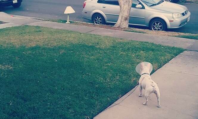 Cena divertida de cão encontrando amor de sua vida em abajur faz sucesso na web