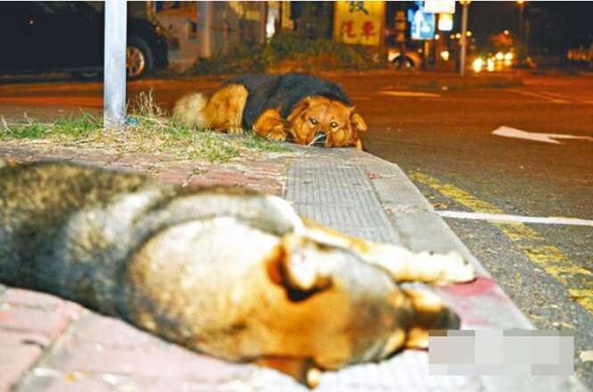 Cão passa 10 horas deitado em frente companheiro que morreu atropelado