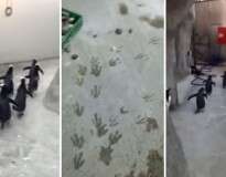Vídeo: pinguins tentam escapar de zoológico sem perceber que suas pegadas mostravam onde estavam