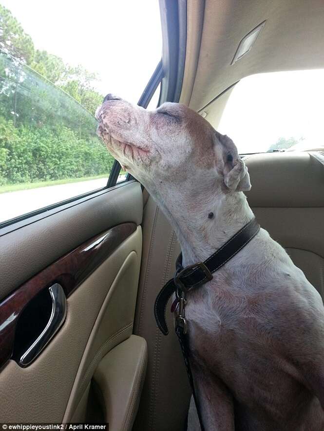 Imagem de cadela idosa tentando colocar cabeça para fora de janela de carro durante seu último passeio antes de morrer comove internautas