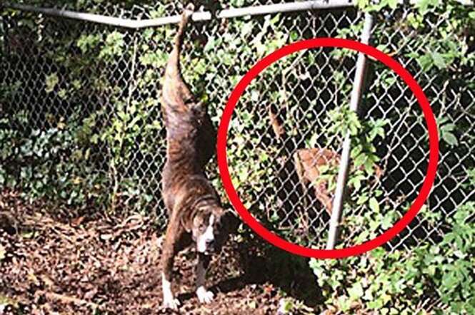 Cão fiel permanece ao lado da namorada por dias depois que ela ficou presa em cerca