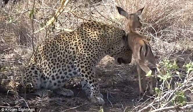 Vídeo mostra momento raro em que um leopardo parece cuidar de bebê impala