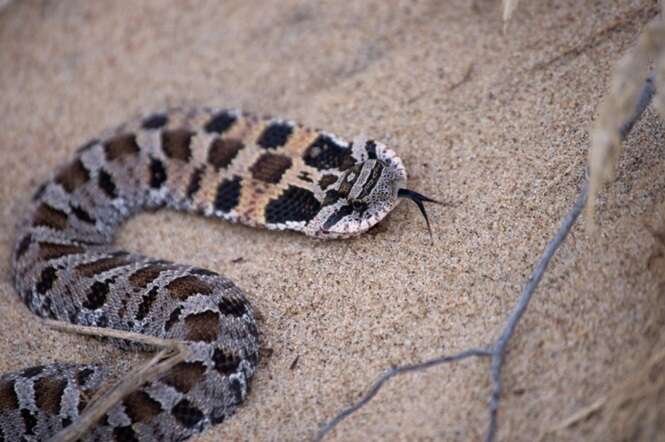 Mulher que dormia com cobra de estimação descobre que animal estava há dias sem comer para devorá-la