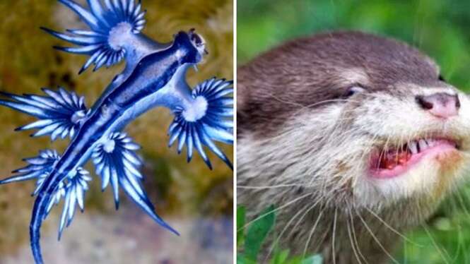 Animais menosprezados, mas que podem te surpreender Animais menosprezados, mas que podem te surpreender