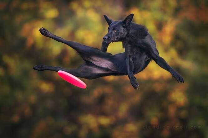 Cãezinhos que parecem voar quando brincam com frisbee