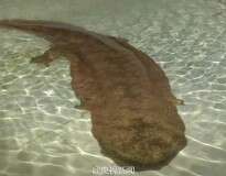 Vídeo de salamandra gigante de 200 anos de idade repercute na internet