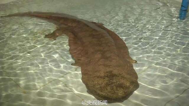 Vídeo de salamandra gigante de 200 anos de idade repercute na internet