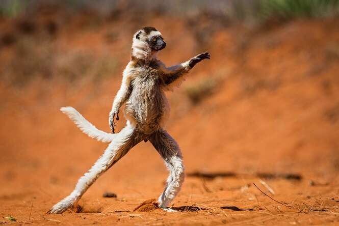 Fotos curiosas de animais registradas no momento perfeito