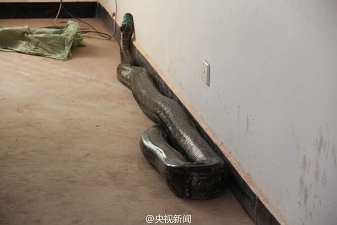 Cobra de 100 anos de idade é encontrada rastejando em construção civil