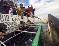 Turistas ficam em pânico ao receberem visita de enorme tubarão branco durante mergulho na África do Sul