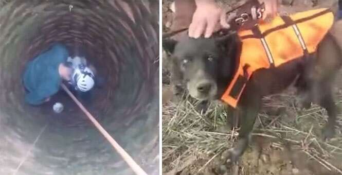 Vídeo mostra momento em que cão cego é resgatado de dentro de poço