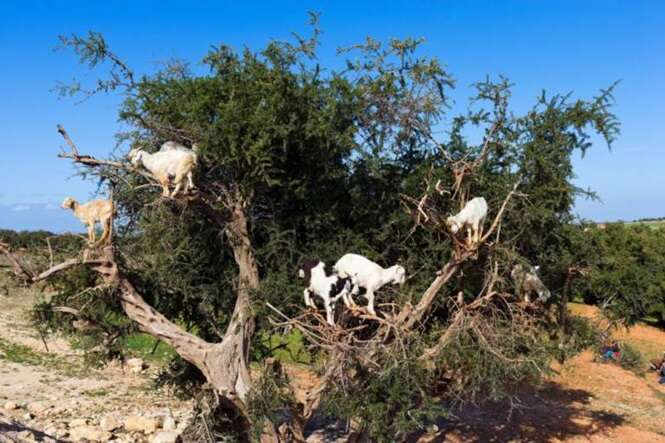 CEH11K Goats climbing an Argan tree near Essaouira, Morocco, North Africa