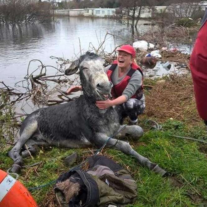 Burro dá sorriso se mostrando extremamente feliz e aliviado após ser resgatado em inundação