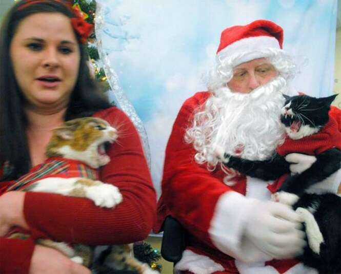 Foto se torna viral ao mostrar Papai Noel evitando briga entre gatos