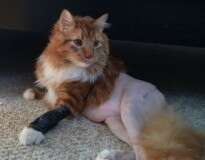 Foto de gato sem pelo da cintura para baixo se torna viral na internet