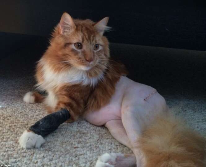 Foto de gato sem pelo da cintura para baixo se torna viral na web