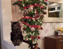 Família monta árvore de Natal de cabeça para baixo para evitar que gato de estimação a destrua e ideia faz sucesso no Facebook