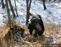 Tigre recusa devorar bode colocado em sua jaula para virar refeição e se torna grande amigo da presa