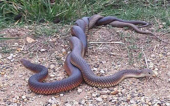 Cobras venenosas são flagradas enroladas enquanto lutavam em fazenda na Austrália
