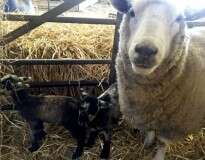 Ovelha “virgem” dá à luz cordeiros gêmeos e fazendeiros chamam fato de “milagre de Natal”