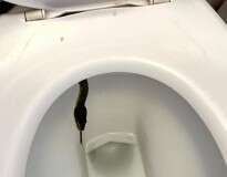 Clientes levam enorme susto ao encontrarem cobra viva dentro de vaso sanitário de bar
