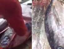 Vídeo mostra momento em que pescador corta barriga de peixe gigante e encontra outro de 22 quilos dentro