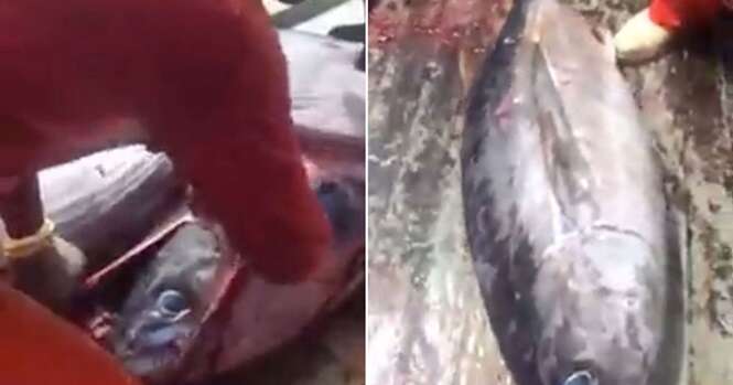 Vídeo mostra momento em que pescador corta barriga de peixe gigante e encontra outro dentro
