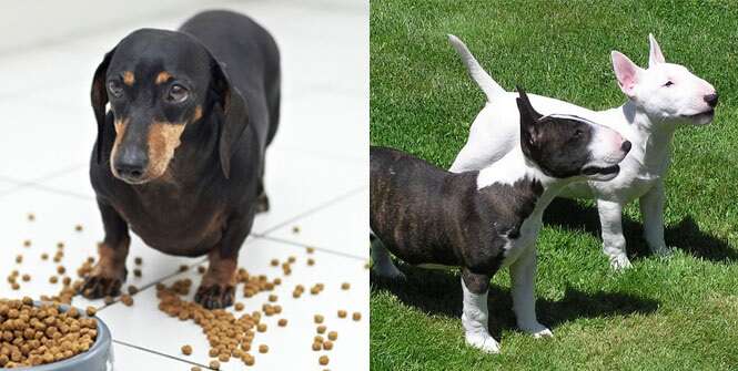 Raças de cães consideradas as mais bagunceiras do mundo