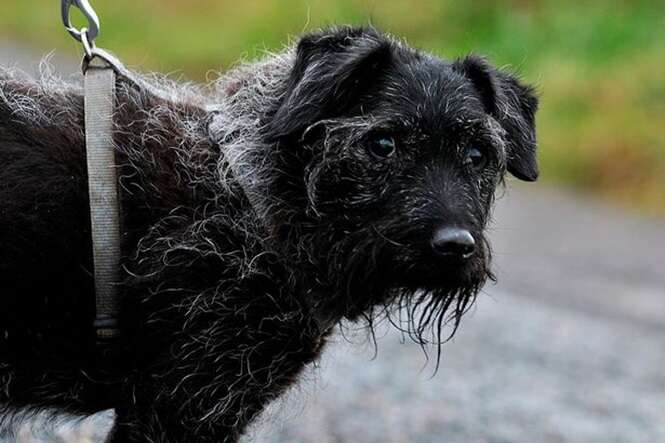 Cão mais desprezado da Grã-Bretanha tenta há 7 anos encontrar um lar