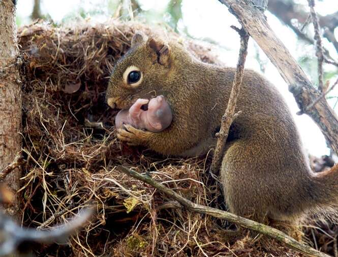 Foto: pensivesquirrel.wordpress.com