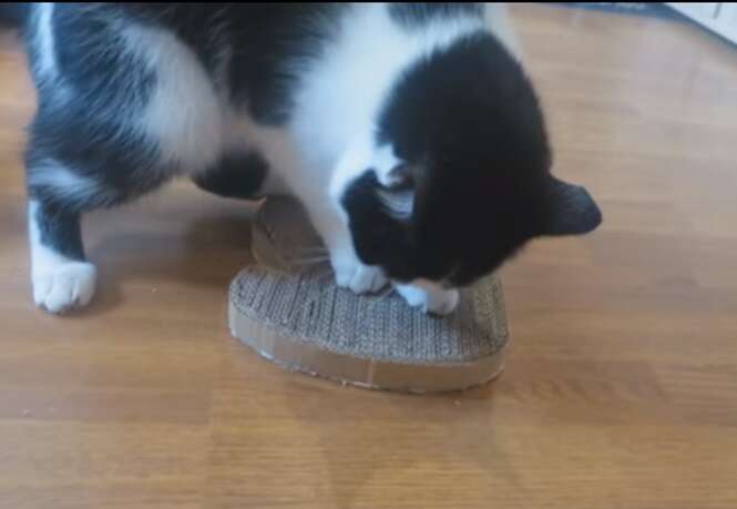 Como entreter seu gato usando papelão