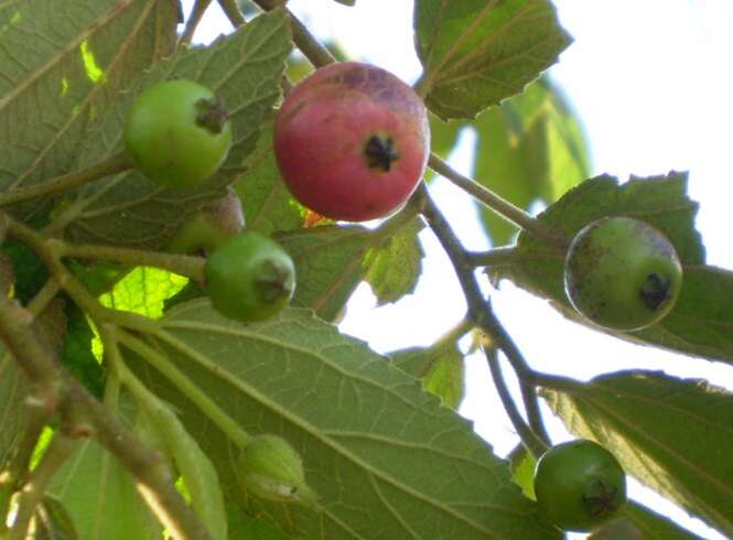 Frutas deliciosas que você provavelmente não conhece