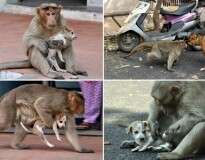 Macaco adota cãozinho de rua como seu filho e causa comoção