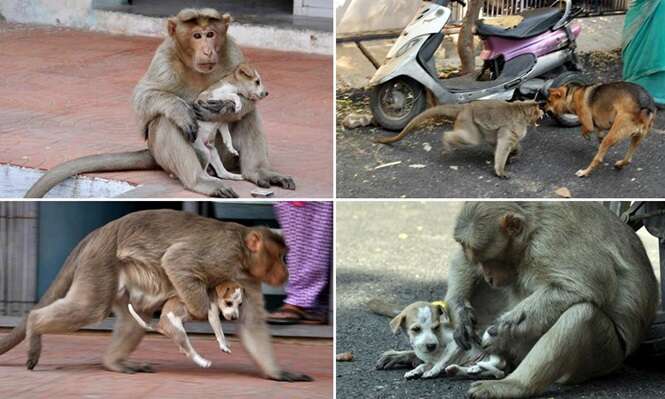 Macaco adota cãozinho de rua como seu filho e causa comoção