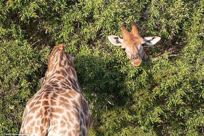 Foto estranha de girafa com pescoço mais longo que o comum faz sucesso na web